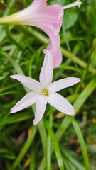 Obraz premium close up blooming pink rain lily, zephyr lily, flower