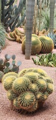 cactus in the garden