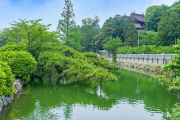 Fototapeta premium 古い神社をバックに見る池の上に伸びた立派な枝ぶりの松の情景