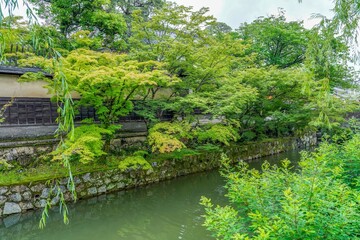 Obraz premium 静寂に包まれた古い白壁とカラフルなモミジの若葉のコラボ情景