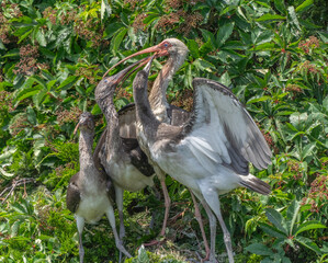White Ibis feeding hungry chicks in rookery in Ocean City, New Jersey 