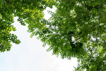 Seonyudo Park, leaves that blend in with the sky