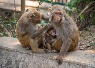 Obraz premium Monkey family living in Swayambhunath temple (other name called Monkey temple) this place is one of the holiest Buddhist temple in Kathmandu, Nepal.