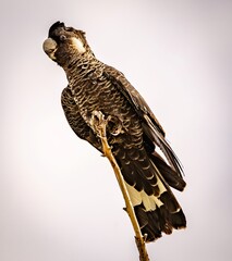 A female Carnaby's black cockatoo (zanda latirostris) perched on the top of a bare branch.