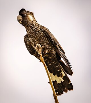A female Carnaby's black cockatoo (zanda latirostris) perched on the top of a bare branch.
