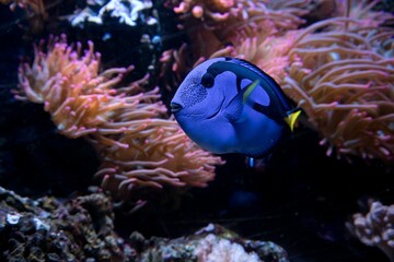 Closeup of a Doctor fish in an aquarium