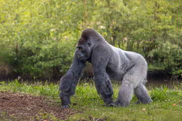 Western lowland gorilla on green grass at a zoo © Wirestock