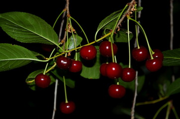 Ripe juicy cherries against a dark background.