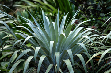 Fototapeta premium Hawaiian Silver Aloe Plant in a Rainforest.