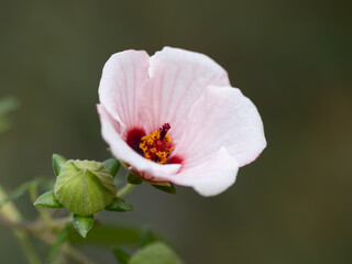 愛らしいヤノネボンテンカ