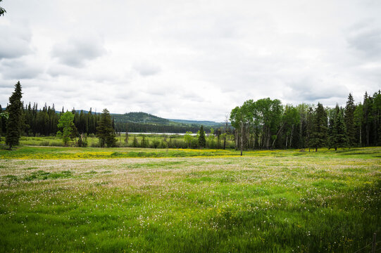An abandoned farm with a field full of wild flowers.  Along Highway 97 near Quesnel BC, Canada.
