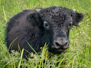 Fototapeta premium New Imperial baby yak calf exploring the green pasture isolated from the herd