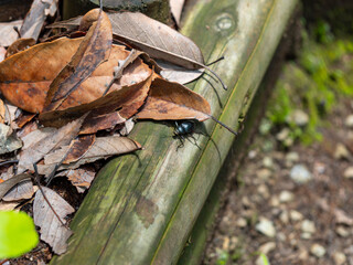 山に住むキマワリ