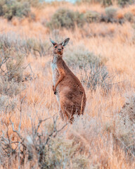 kangaroo in the wild