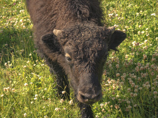 New Imperial baby yak calf exploring the green pasture isolated from the herd