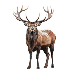Fototapeta premium Deer isolate on transparent png.