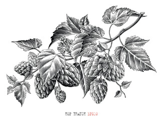 Hop branch botanical illustration vintage engraving style black and white clip art