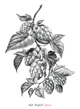 Hop branch botanical illustration vintage engraving style black and white clip art