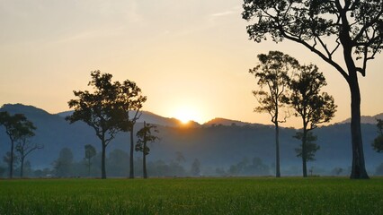 Naklejka premium Golden sunshine sky tropical tree fields in sunny morning. Silhouette tree gold dawn mountain in spring season. Sustainable scenic meadow misty fog forest in countryside. Amazing landscape greenery