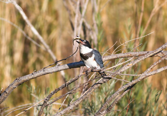 A Belted Kingfisher bird flipping a freshly caught fish while perched on a branch with a natural habitat background.