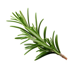 Fototapeta premium Branch of rosemary isolate on transparent png. 