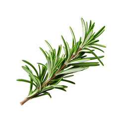 Branch of rosemary isolate on transparent png.
