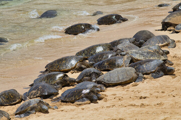 Group of sleeping green sea turtle on ho'okipa beach on maui.