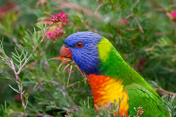 rainbow lorikeet 