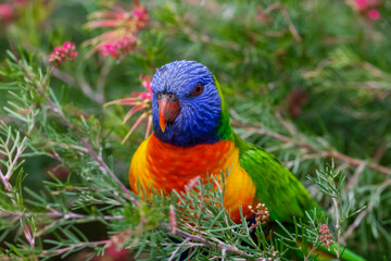 rainbow lorikeet on a tree branch