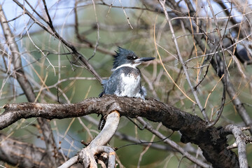 A Belted Kingfisher perched on a branch, with the strong Spring wind ruffling its pretty feathers.