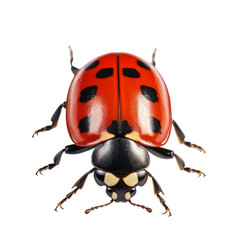 Naklejka premium Red ladybug isolate on transparent png.