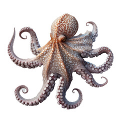 Octopus isolate on transparent png.