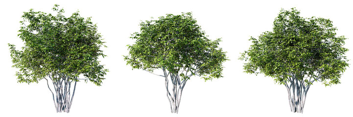 Obraz premium Amelanchier tree on transparent background.3d rendering