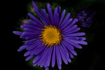 purple flower