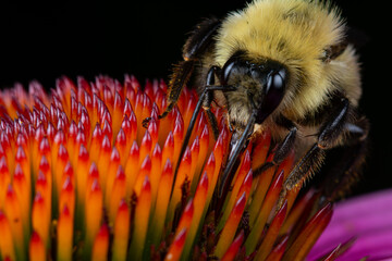 bee on a flower