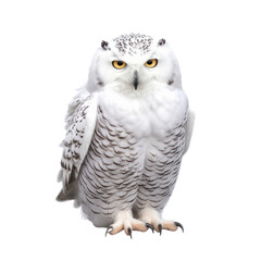 Fototapeta premium Snowy owl isolate on transparent png. 