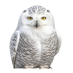 Obraz premium Snowy owl isolate on transparent png. 