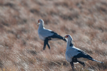 Pair of Secretarybirds