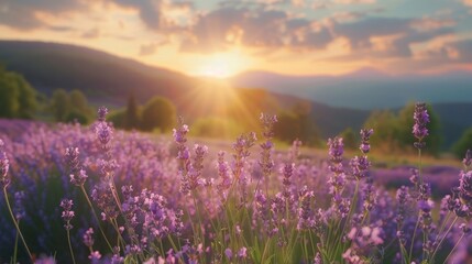 Naklejka premium Spring Background with a Charming and Fragrant Lavender Flower Field 