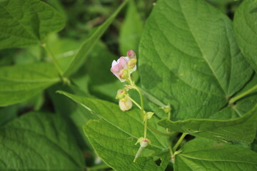 Close-Up of Flowering Potato Plant