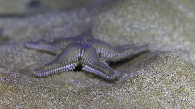 Comb starfish moving on a sandy seabed