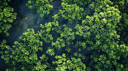 World Mangrove Day Concept with copy space