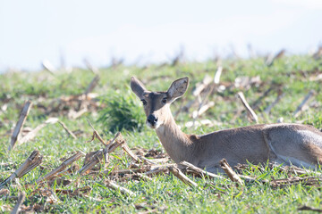 Reedbuck sitting on grass
