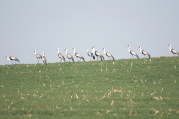 Flock of Wattled Cranes