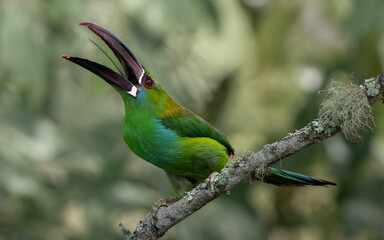 Aulacorhynchus haematopygus