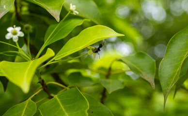 ソヨゴの花と蟻