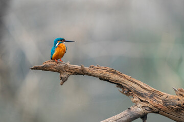 Common Kingfisher