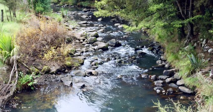 the Hātea River in the Kauri Forest