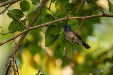 Black Naped monarch