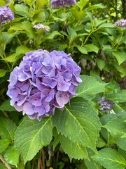 あじさい hydrangea